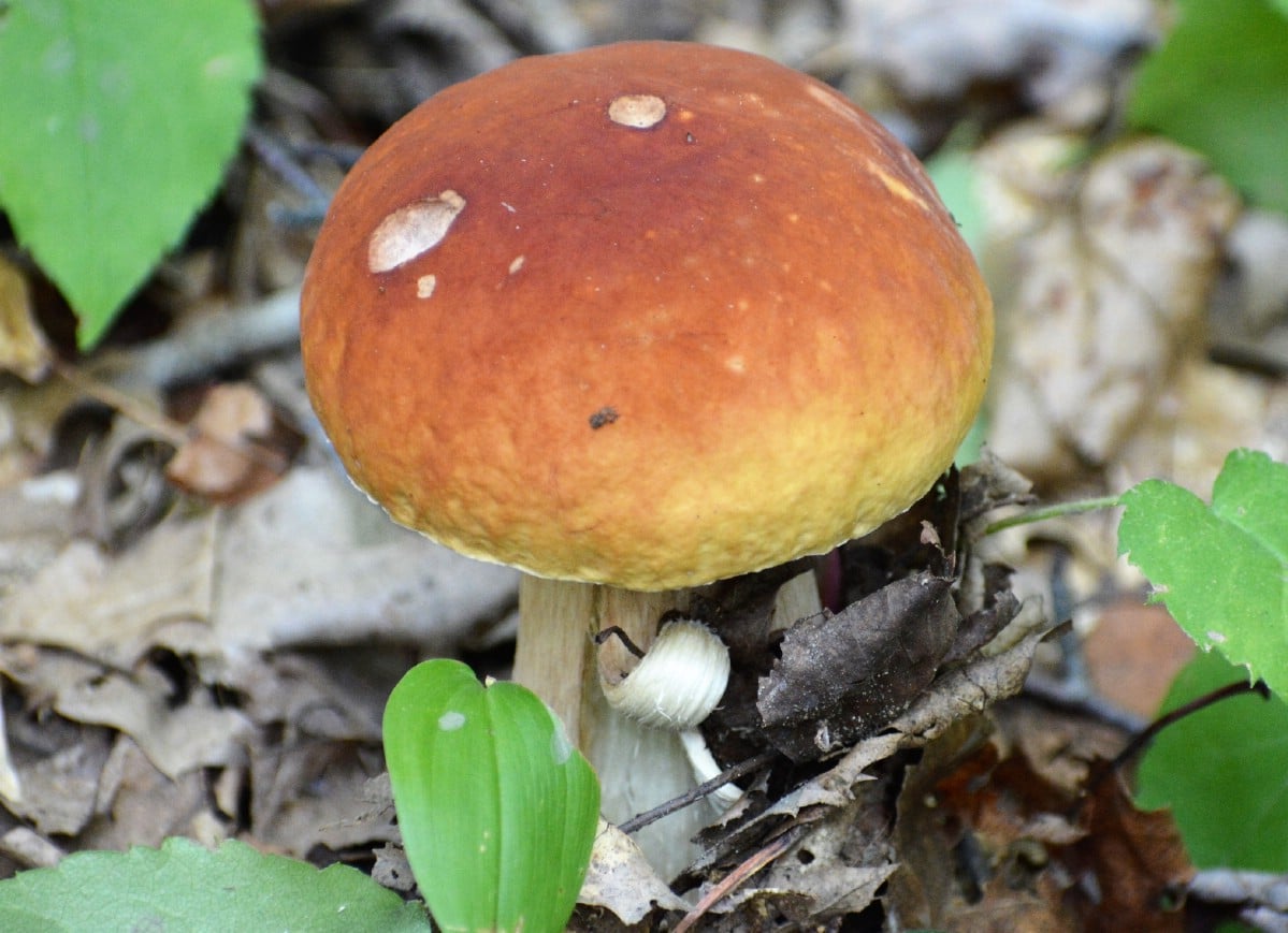 A single king bolete in the forest with a peeling stem.