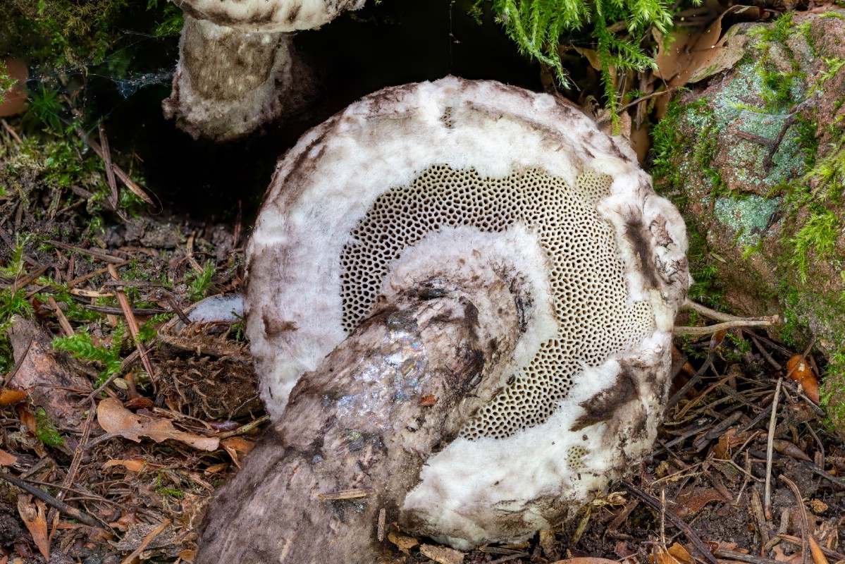 Underside of old man of the woods with pores, veil, and stem displayed