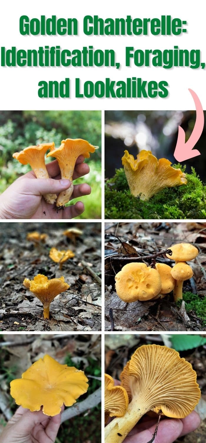 Chanterelle Mushrooms Identification, Foraging, and LookAlikes