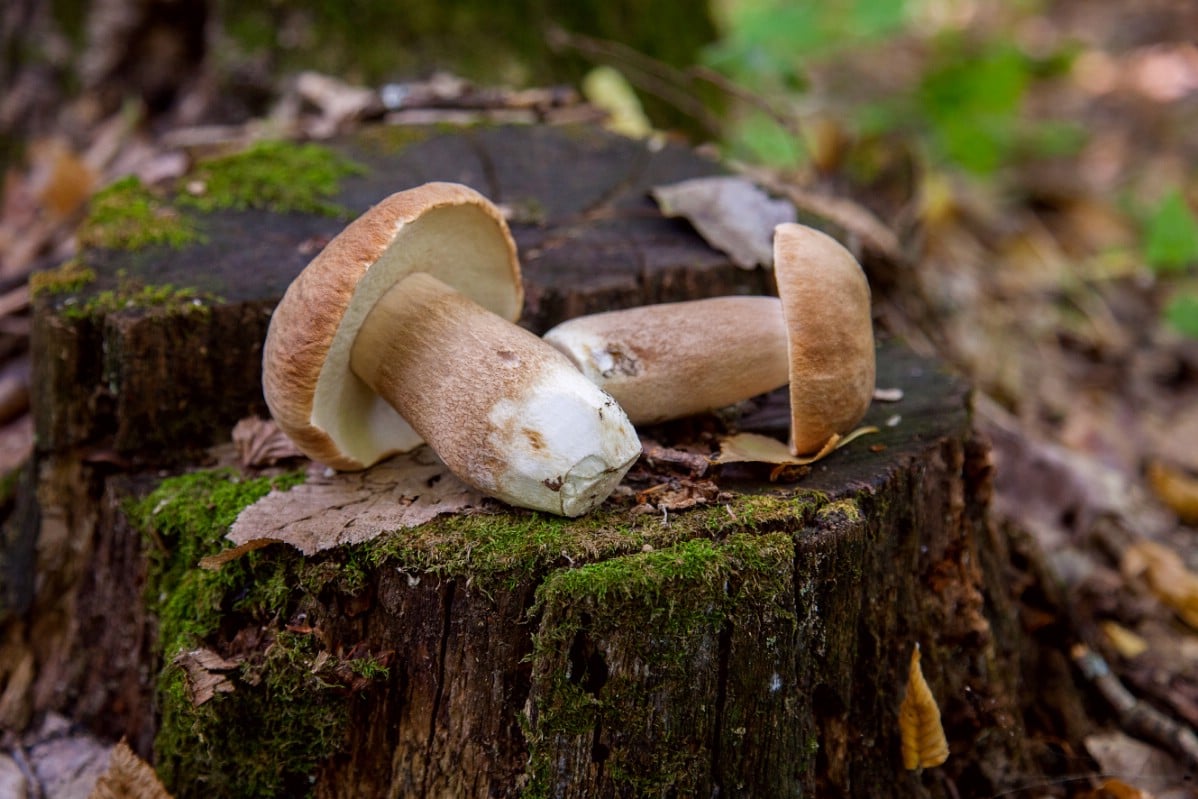 Two perfect king bolete specimens harvested and laying on a stump