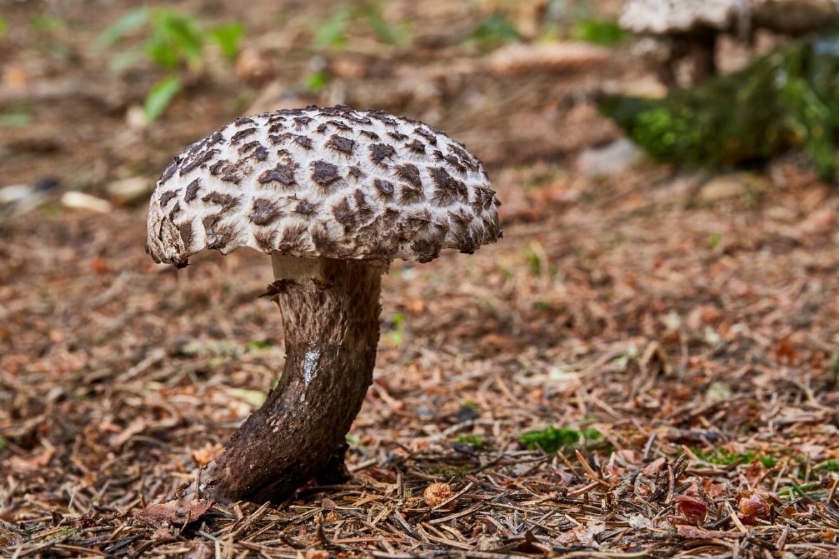 Old man of the woods on forest floor.