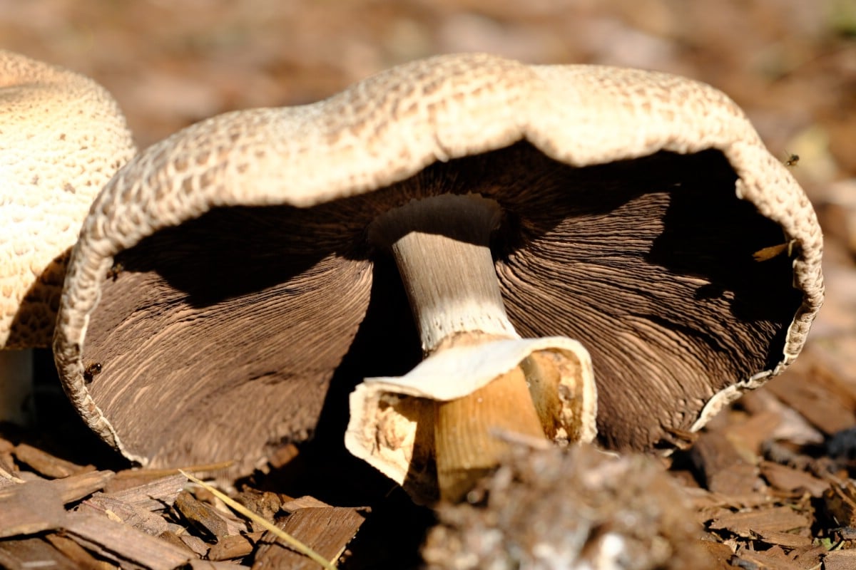 Mature prince agaricus mushroom