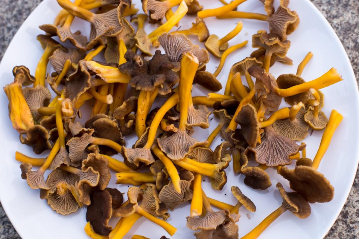 A plate full of yellowfoot mushrooms
