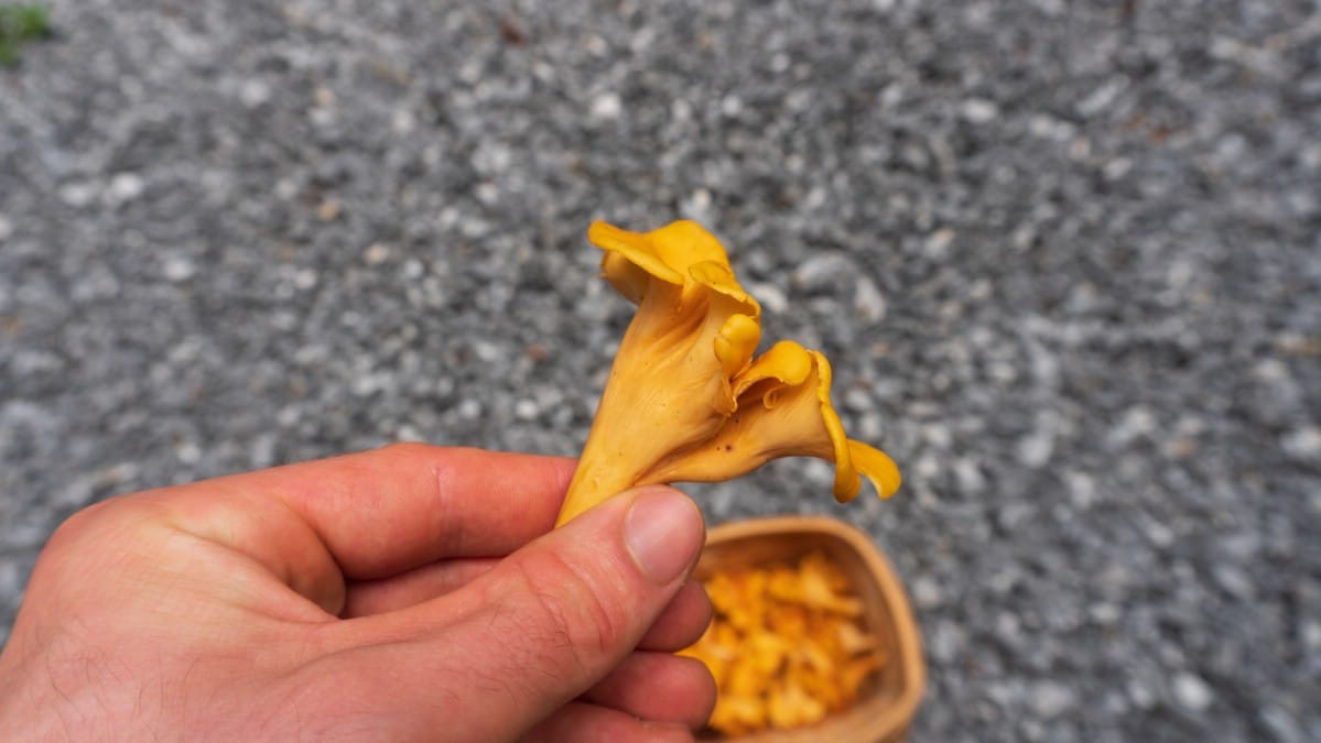 smooth golden chanterelle