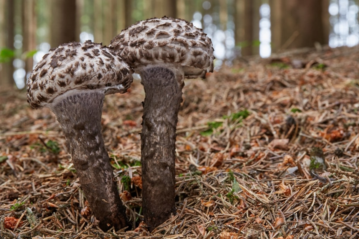 Two young old man of the woods in pine duff.