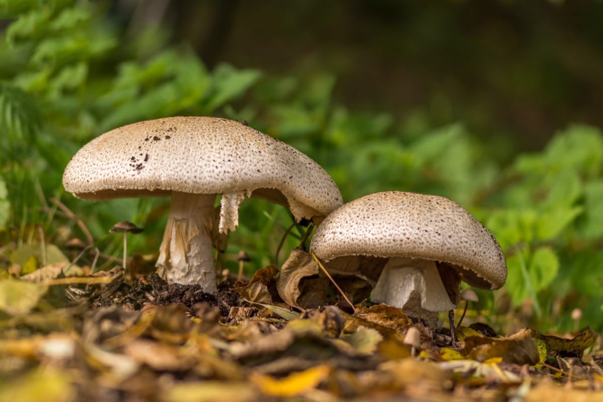 Two prince agaricus growing side by side in leaf litter.