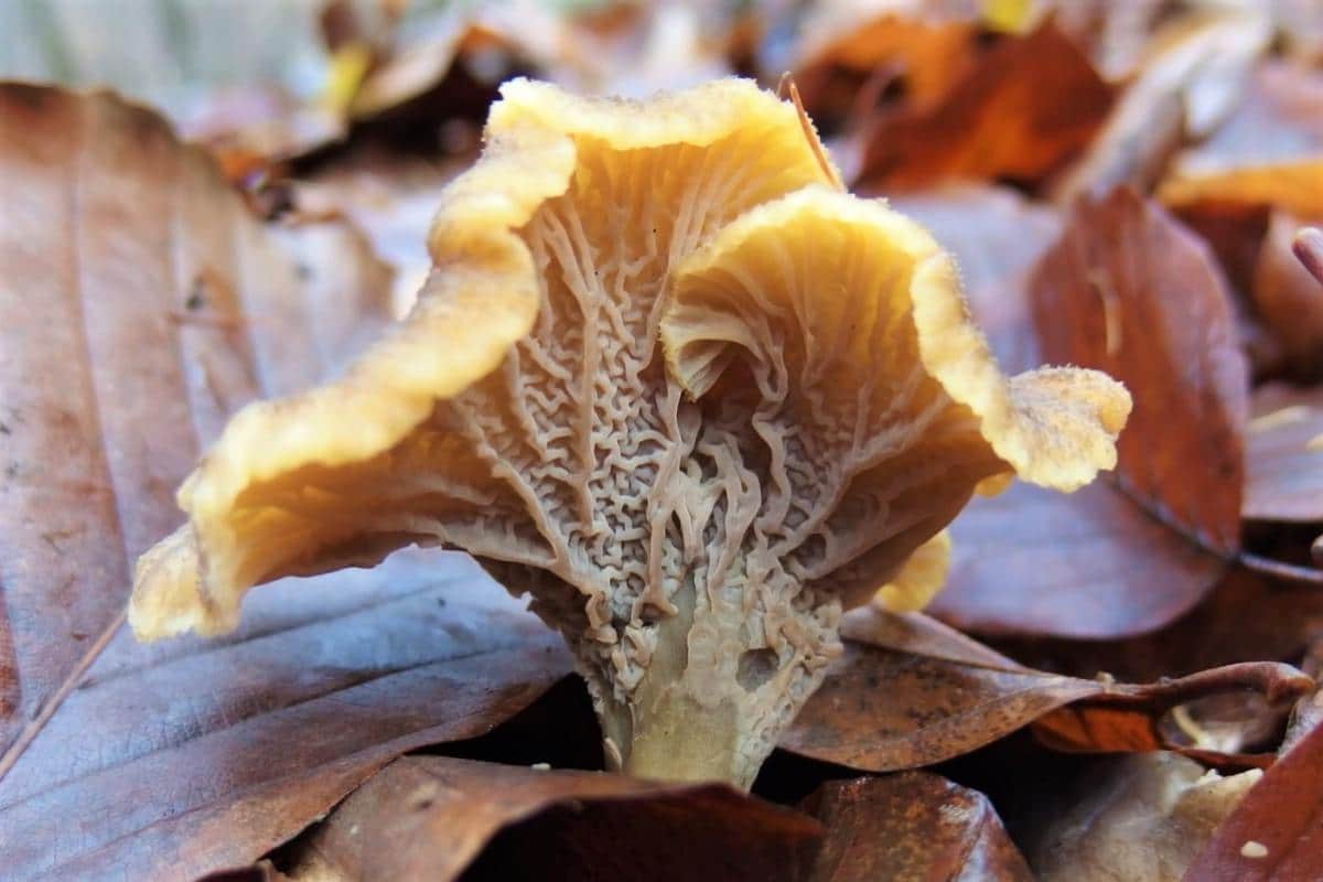 Close up of yellowfoot false gills