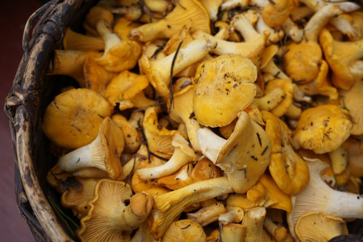 basketful of chanterelle mushrooms