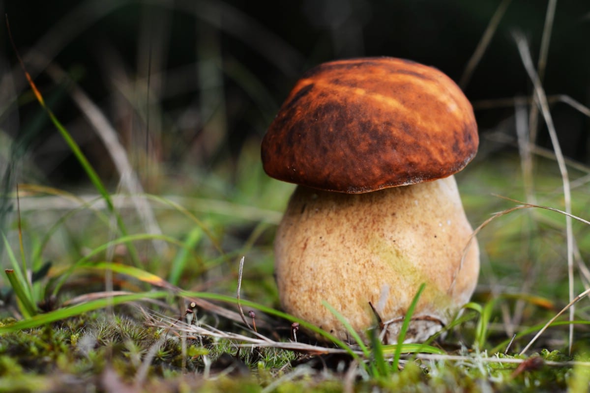 A short and stocky king bolete growing alone