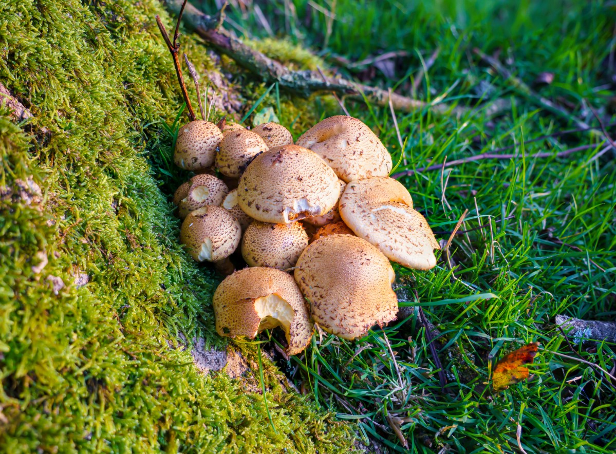 A group of prince agaricus fruiting together