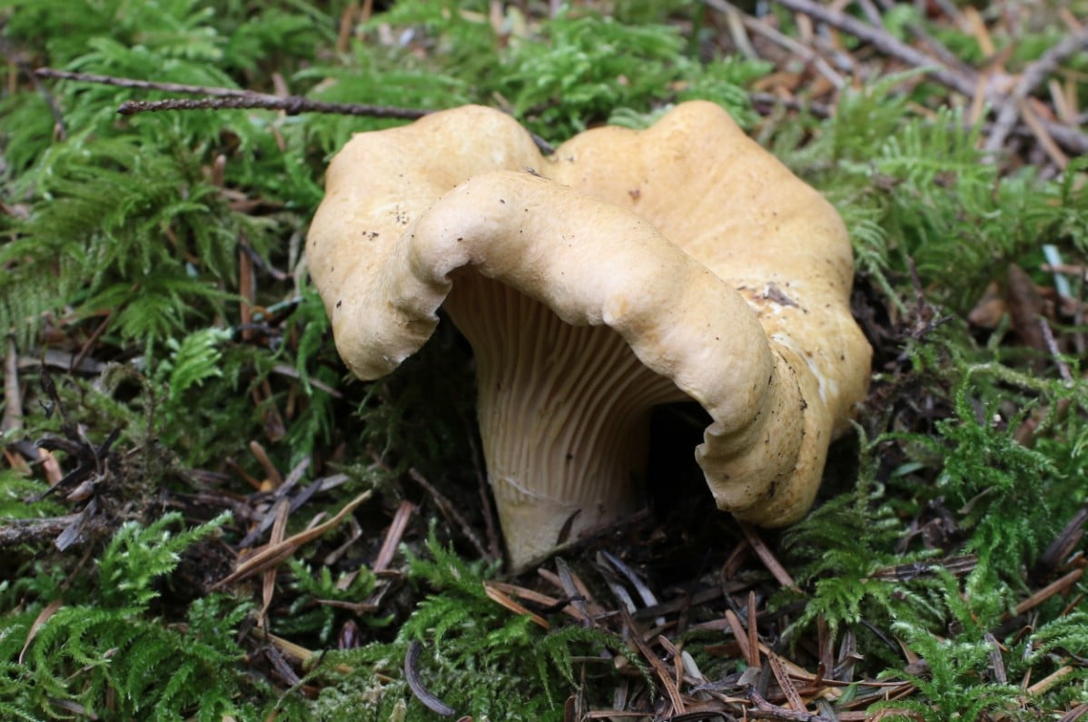 the white chanterelle