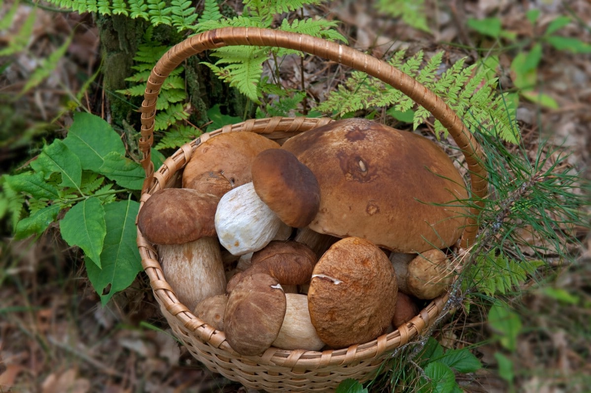 A basketful of king boletes