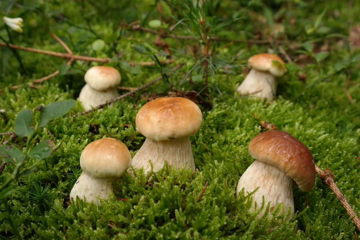 A group of small button sized boletes growing in moss