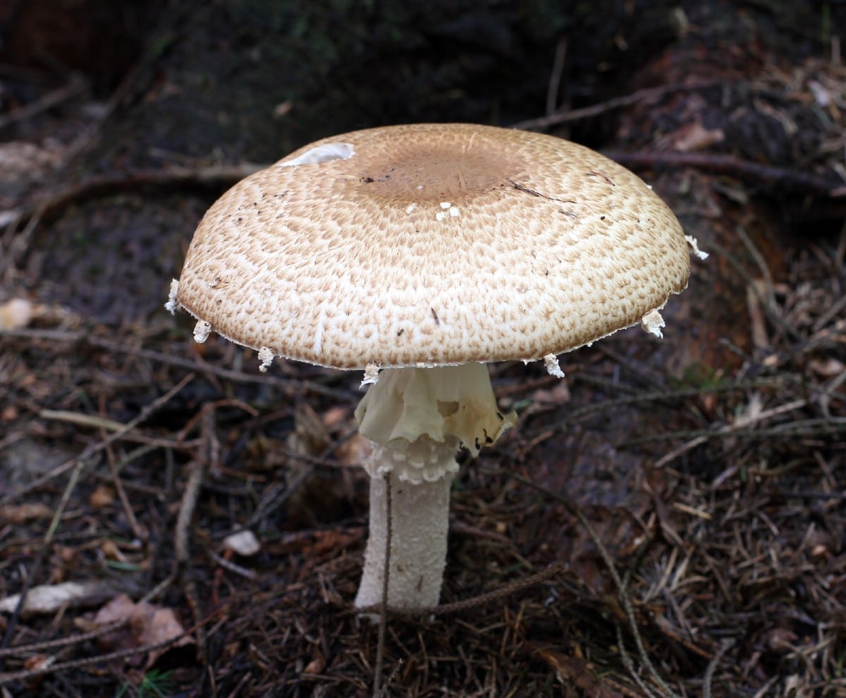 A single mature prince agaricus growing in a boggy conifer area