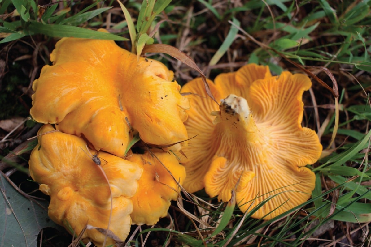 Collection of golden chanterelles