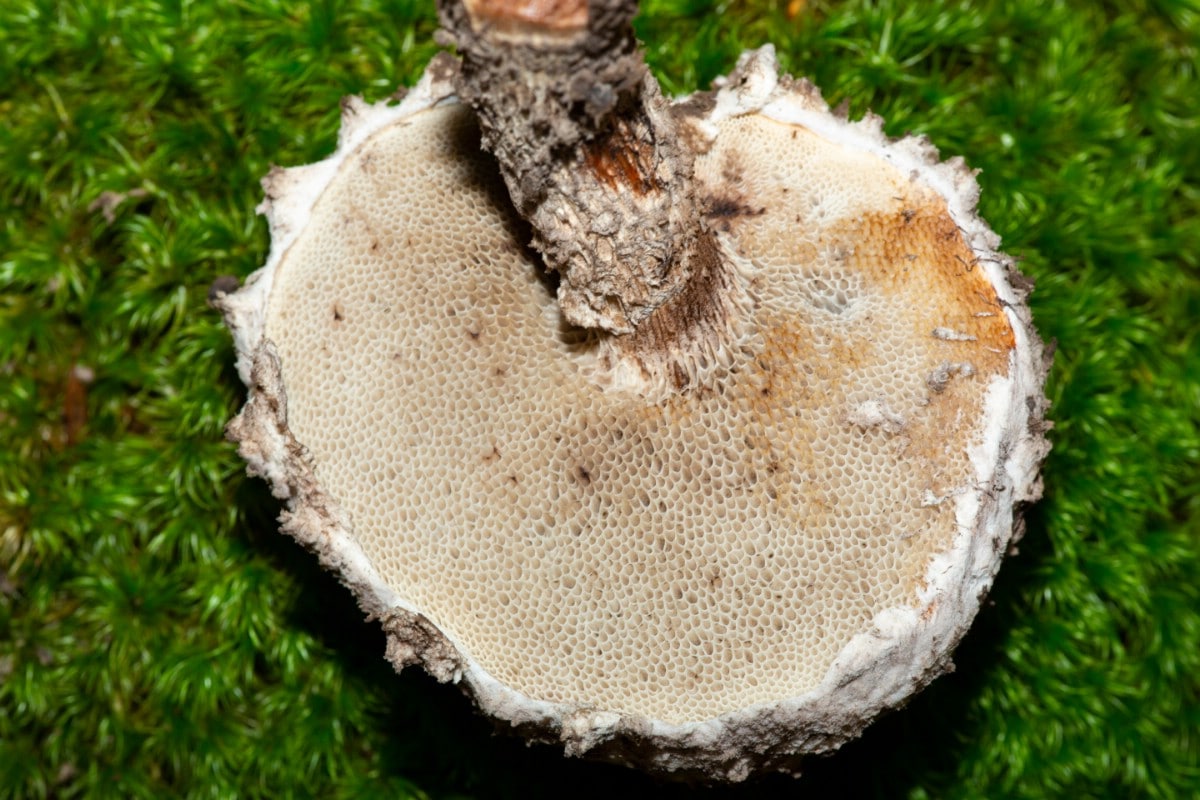 Underside pores of old man of the woods