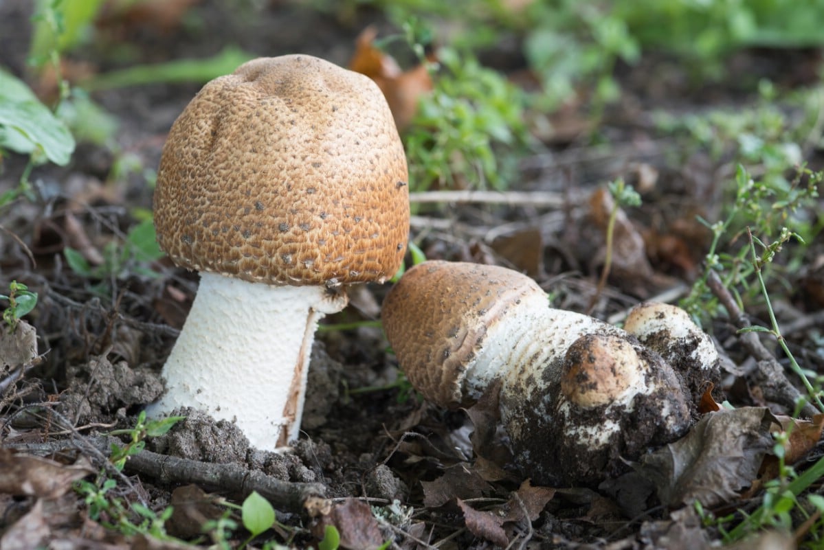 Two button prince agaricus growing in ground