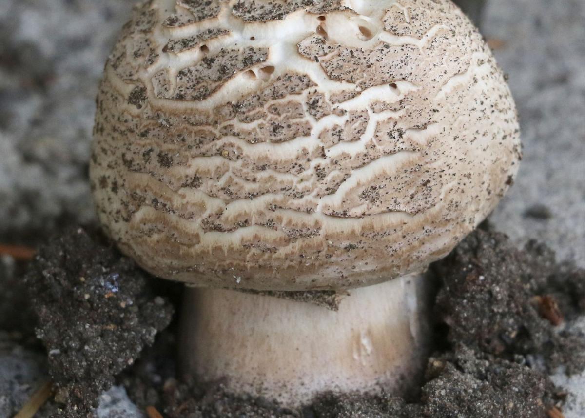 Agaricus moeller cap close up