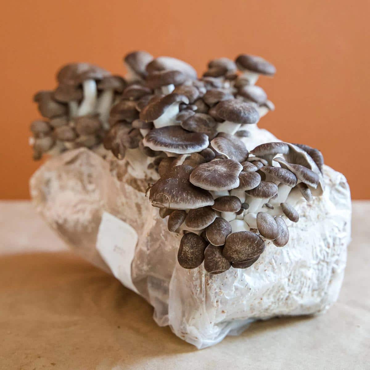 Cascadia Farms Oyster Mushroom kit