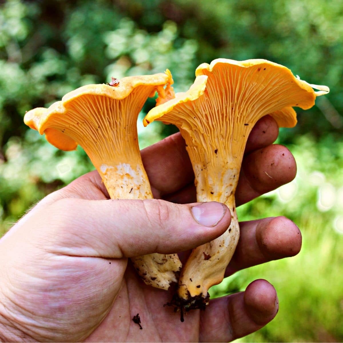 chanterelle gills