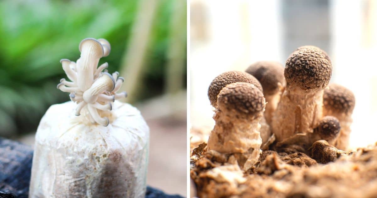 mushroom grow kits