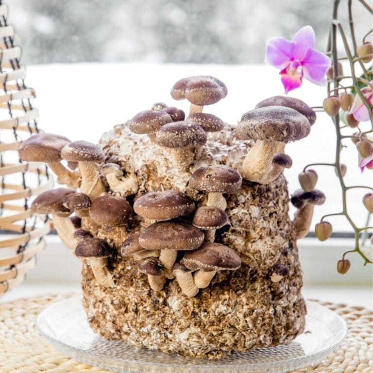 Growing Morel Mushrooms: 3 Popular Techniques - Mushroom Appreciation