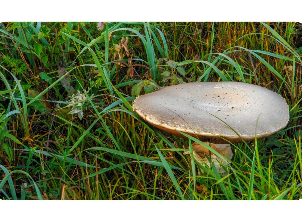 Horse mushroom growing in a field.
