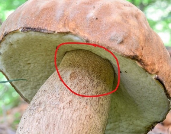 Close up of reticulation on king bolete stem