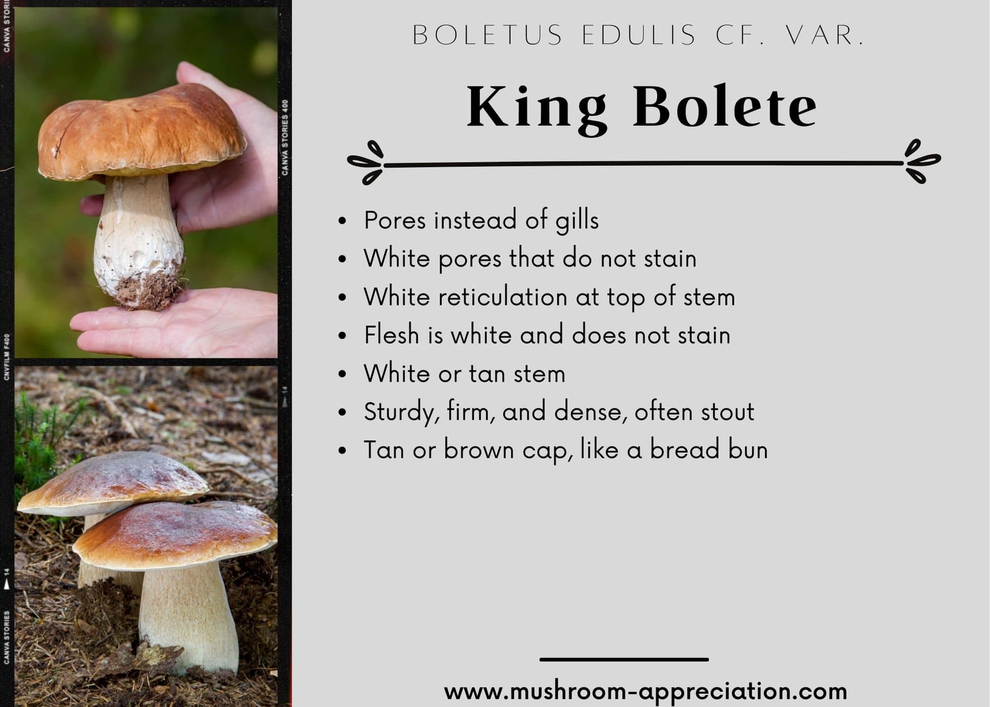 King bolete ID card