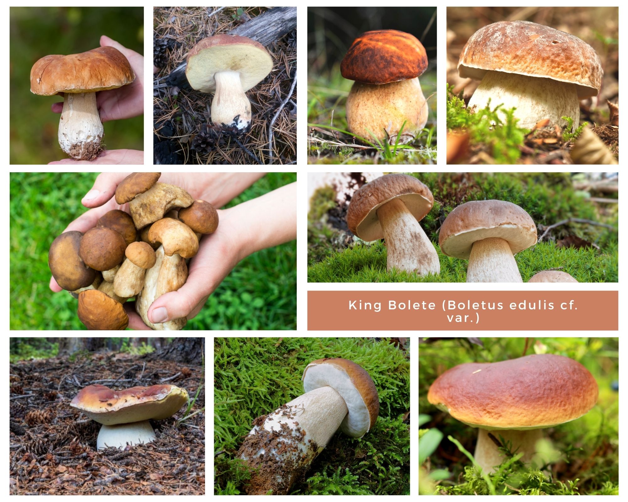 Collage of king bolete images