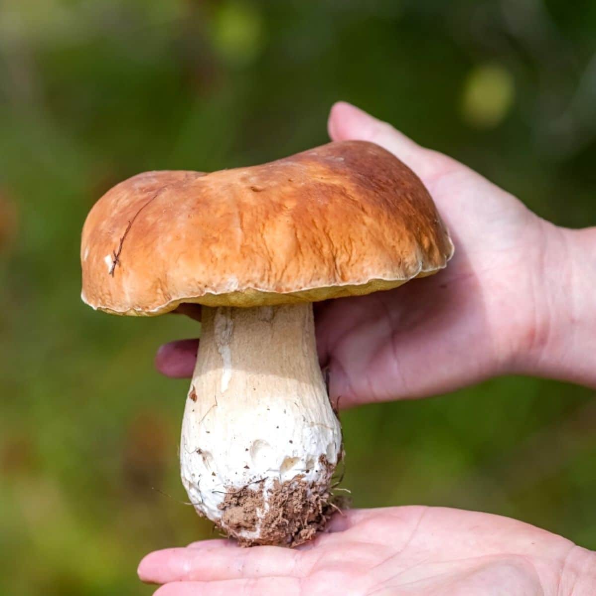 A massive king bolete in white person's hands.