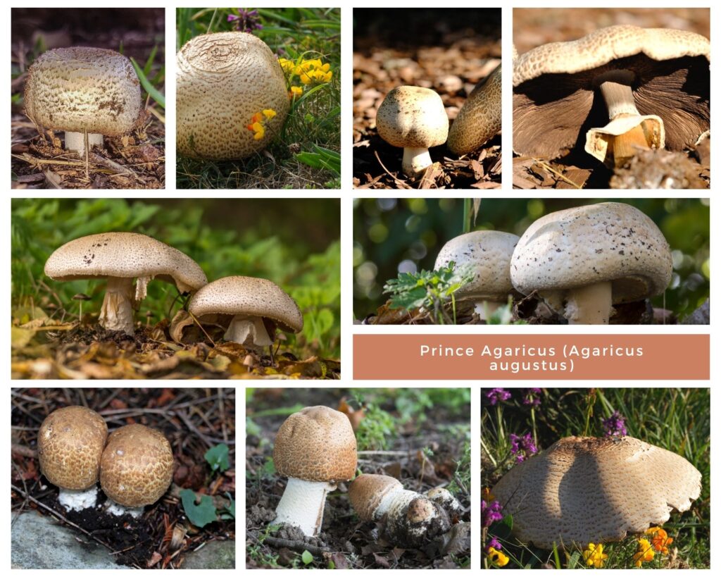 Prince agaricus collage