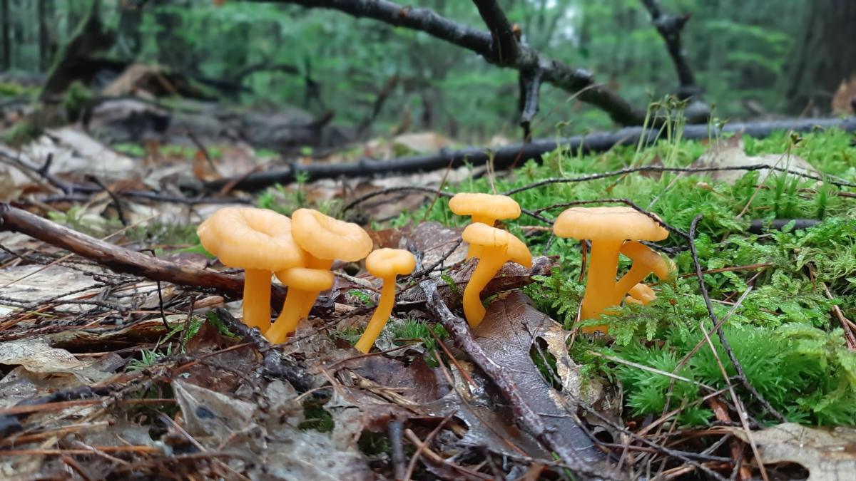 Yellowfoot mushrooms on mossy floor.