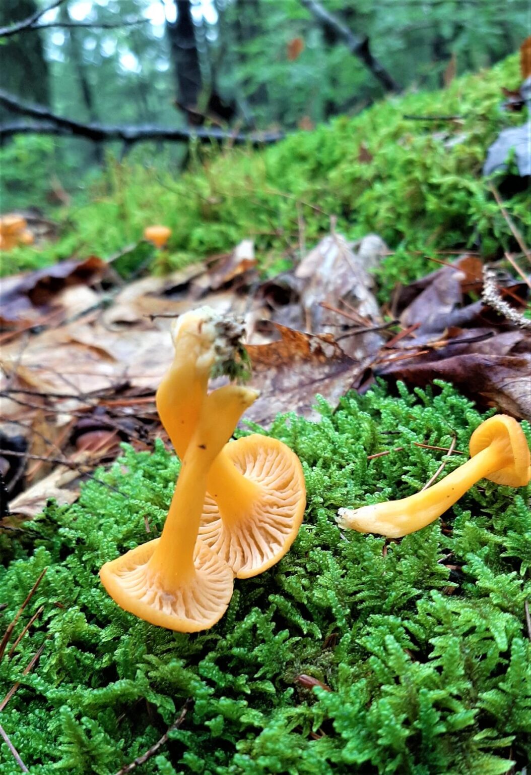 Yellowfoot Chanterelle Identification, Foraging, and Lookalikes