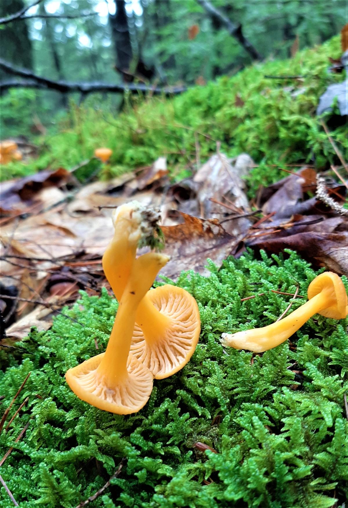 Three yellowfoot mushrooms on mossy forest floor.