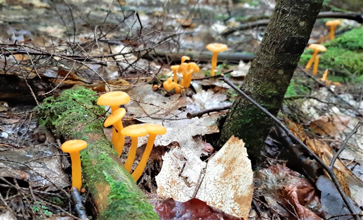 A bunch of little yellowfoot mushrooms on the forest floor.