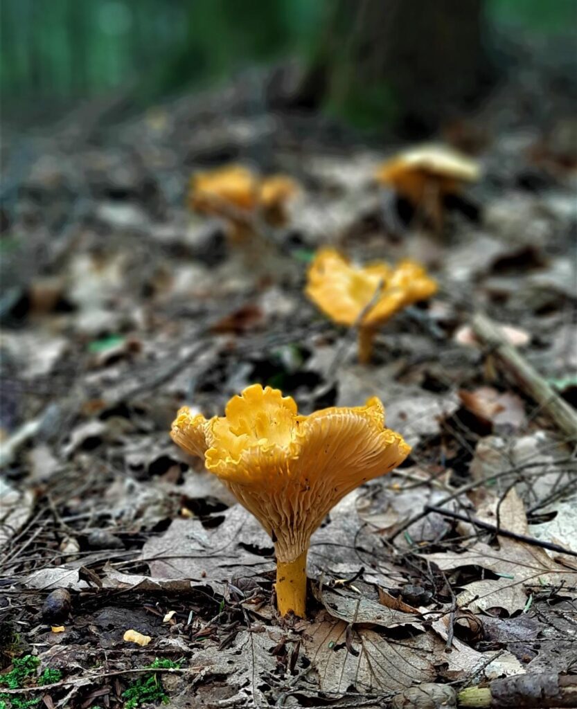 Chanterelle Mushrooms Identification, Foraging, and LookAlikes