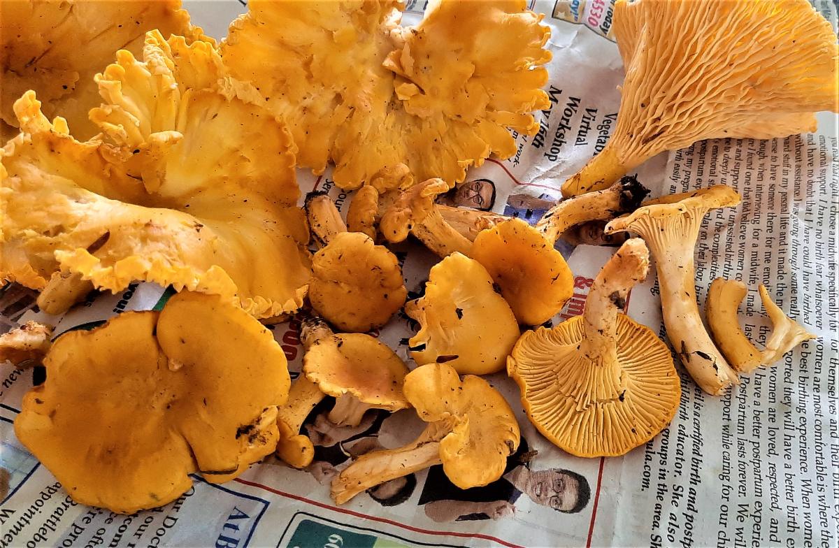 Foraged chanterelle group