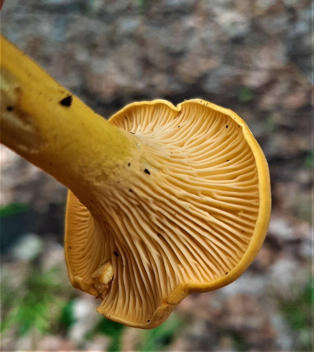 Chanterelle mushroom in hand