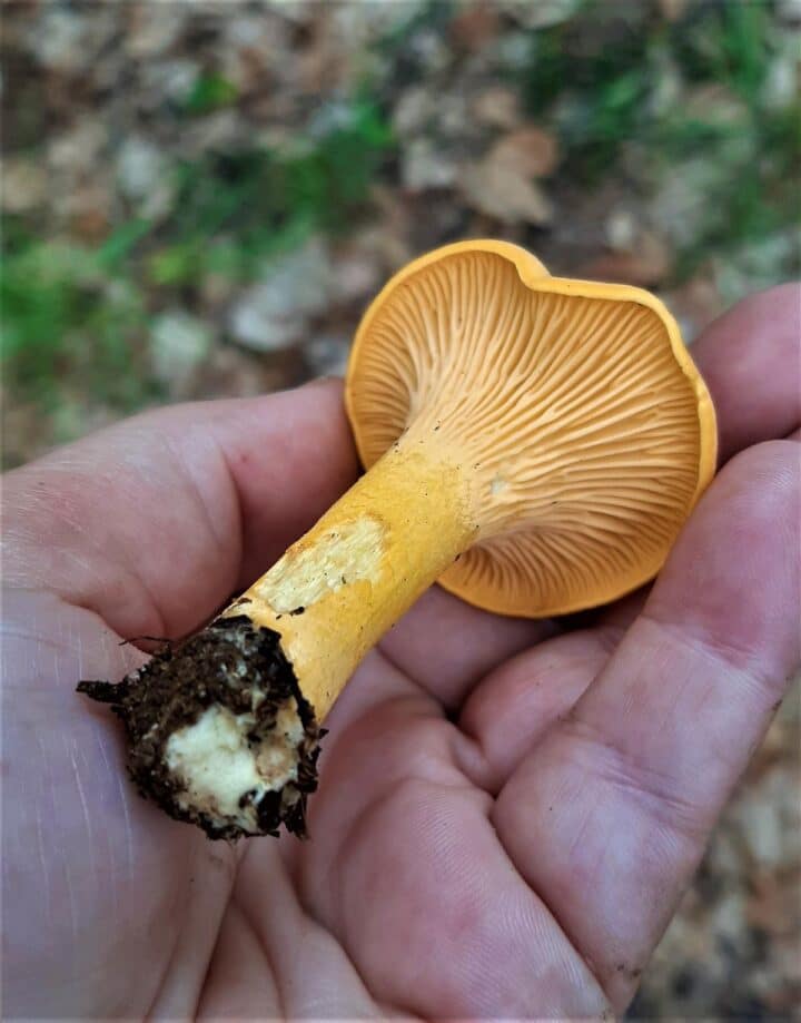 Chanterelle Mushrooms Identification, Foraging, and LookAlikes