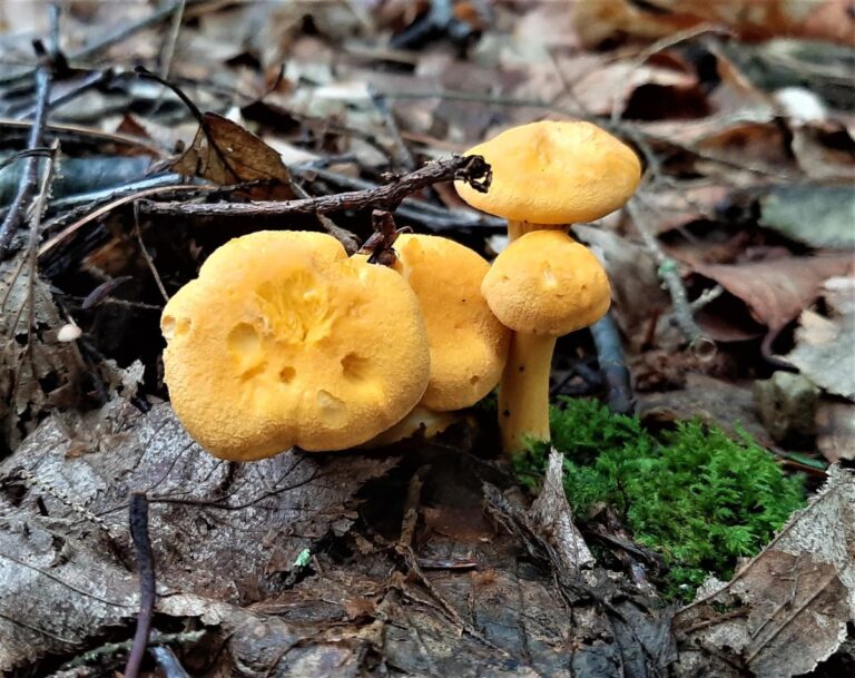 Chanterelle Mushrooms Identification, Foraging, and LookAlikes