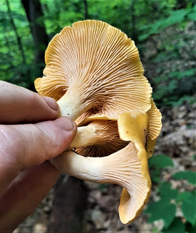 Chanterelle Mushrooms Identification, Foraging, and LookAlikes