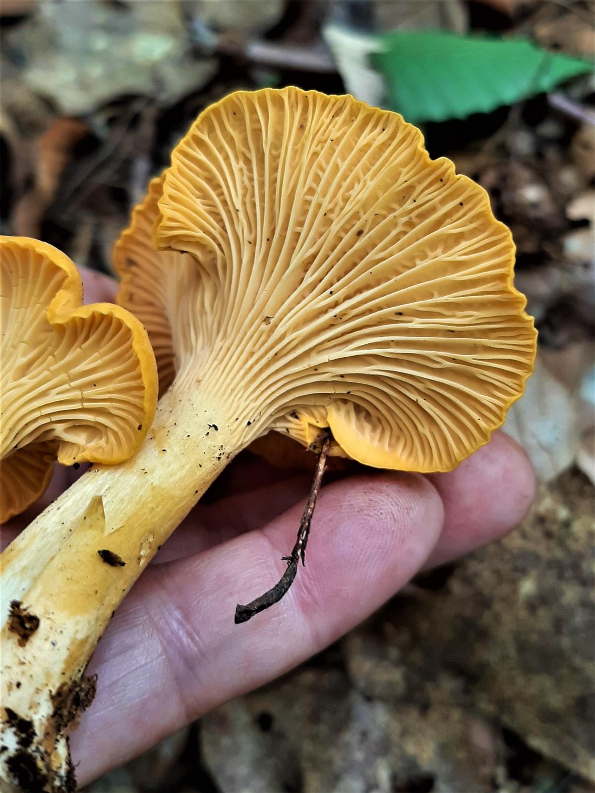 chanterelle false gills