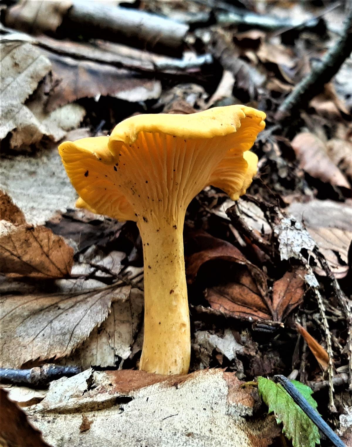 Single chanterelle on forest floor