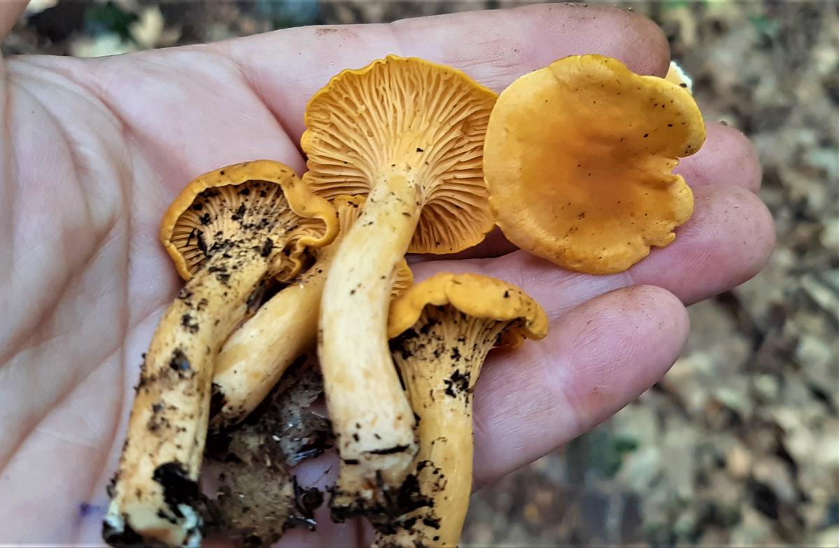 Hand holding a bunch of chanterelles