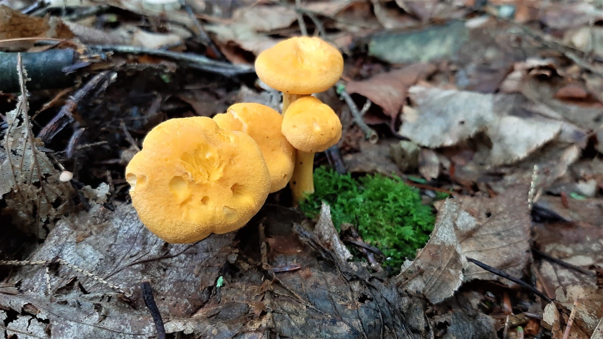 Red, White, and Golden Chanterelles of the US Identification Guide