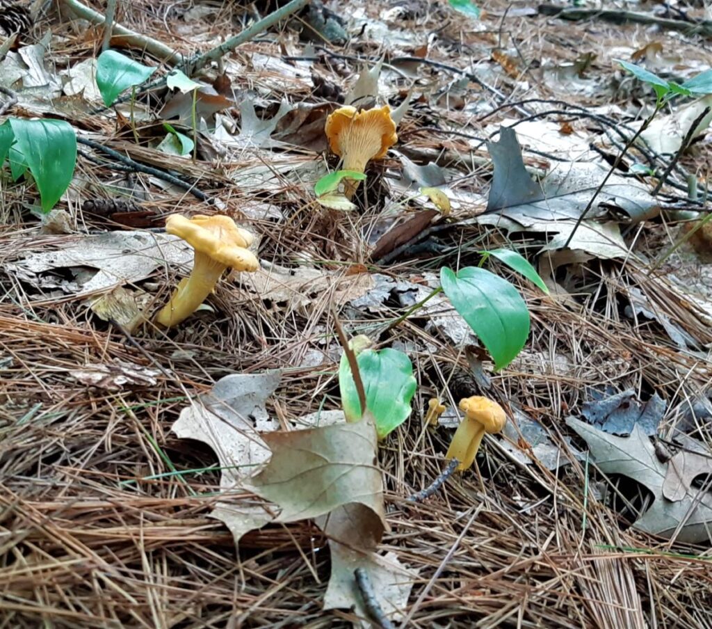 Red, White, and Golden Chanterelles of the US Identification Guide