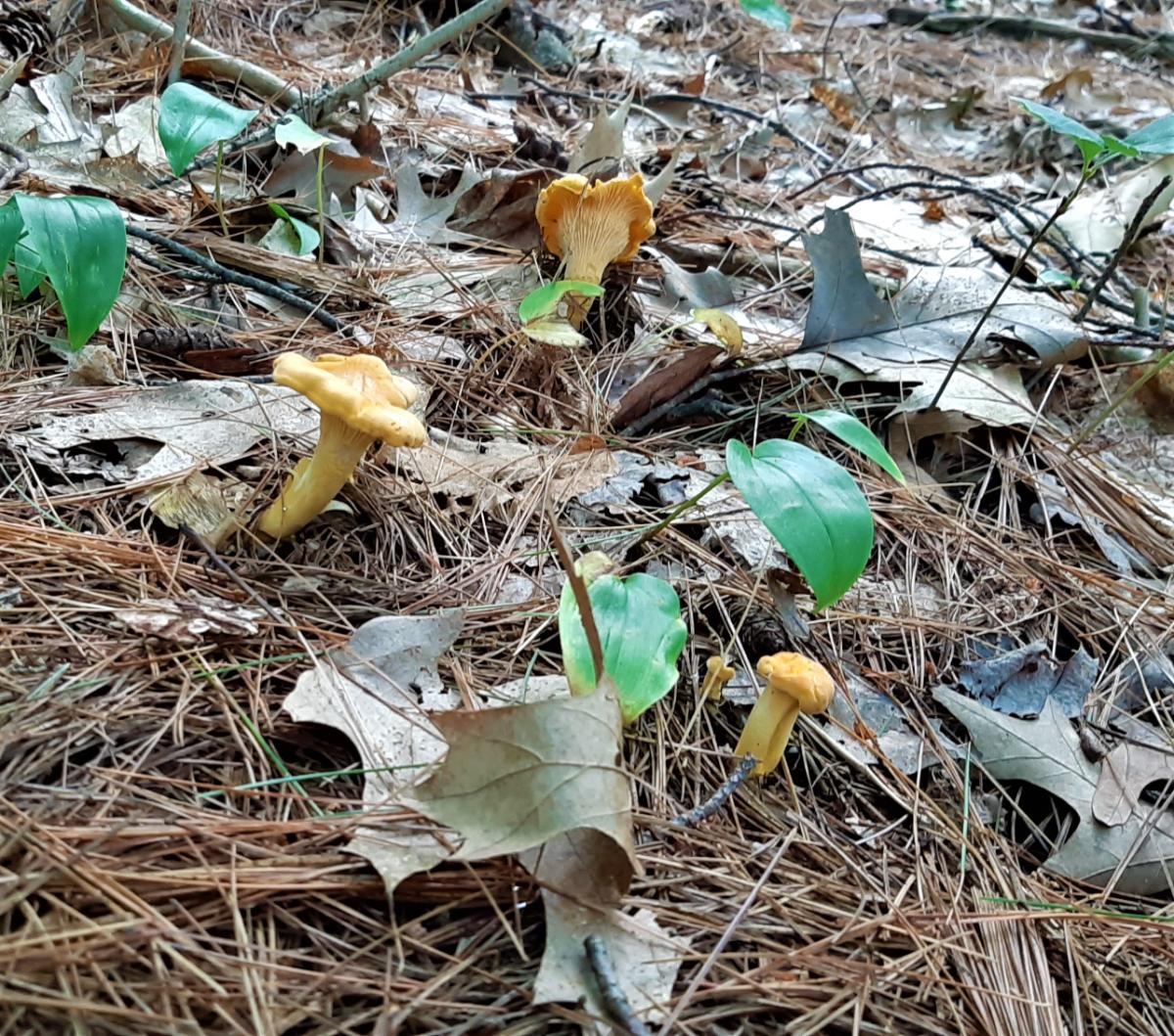 Patch of chanterelles