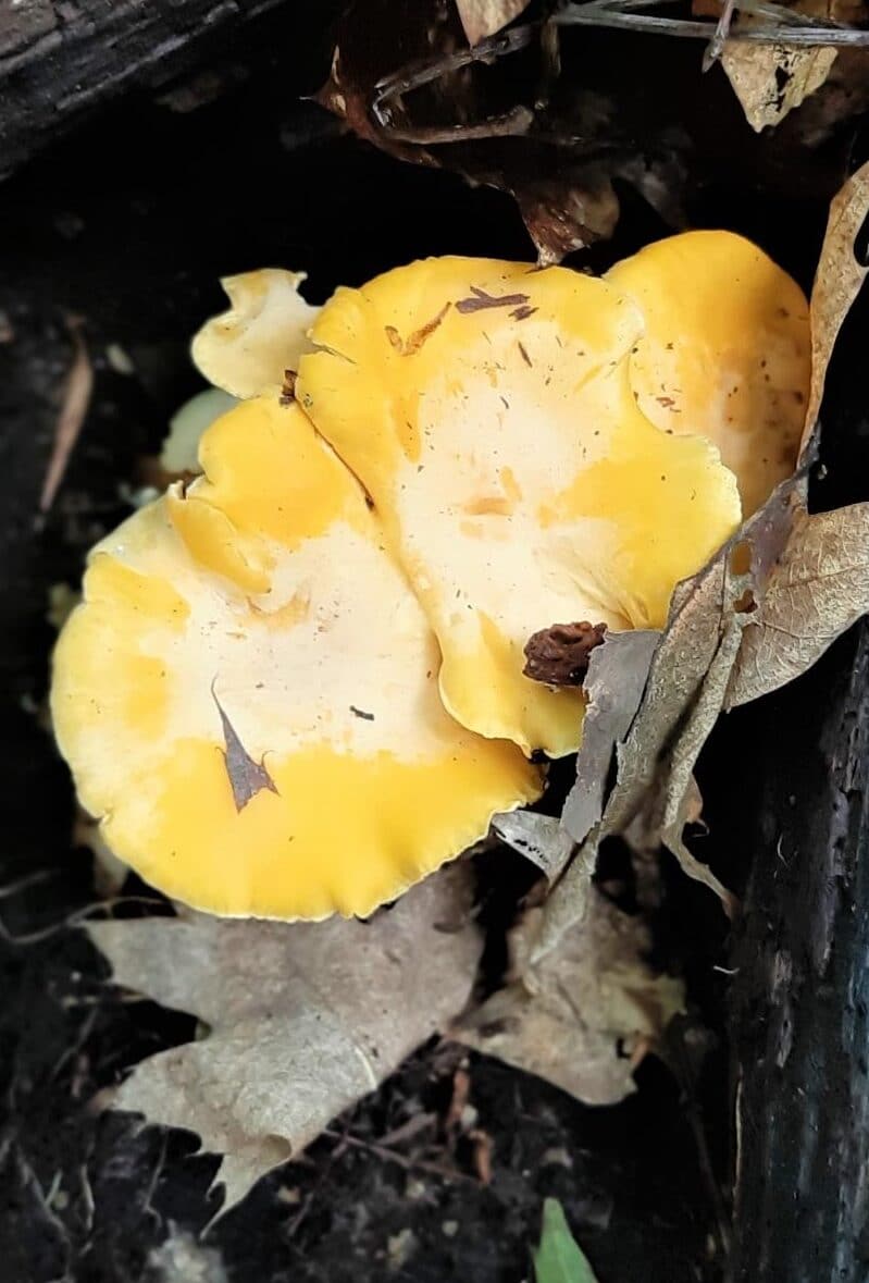 Mature chanterelles in forest