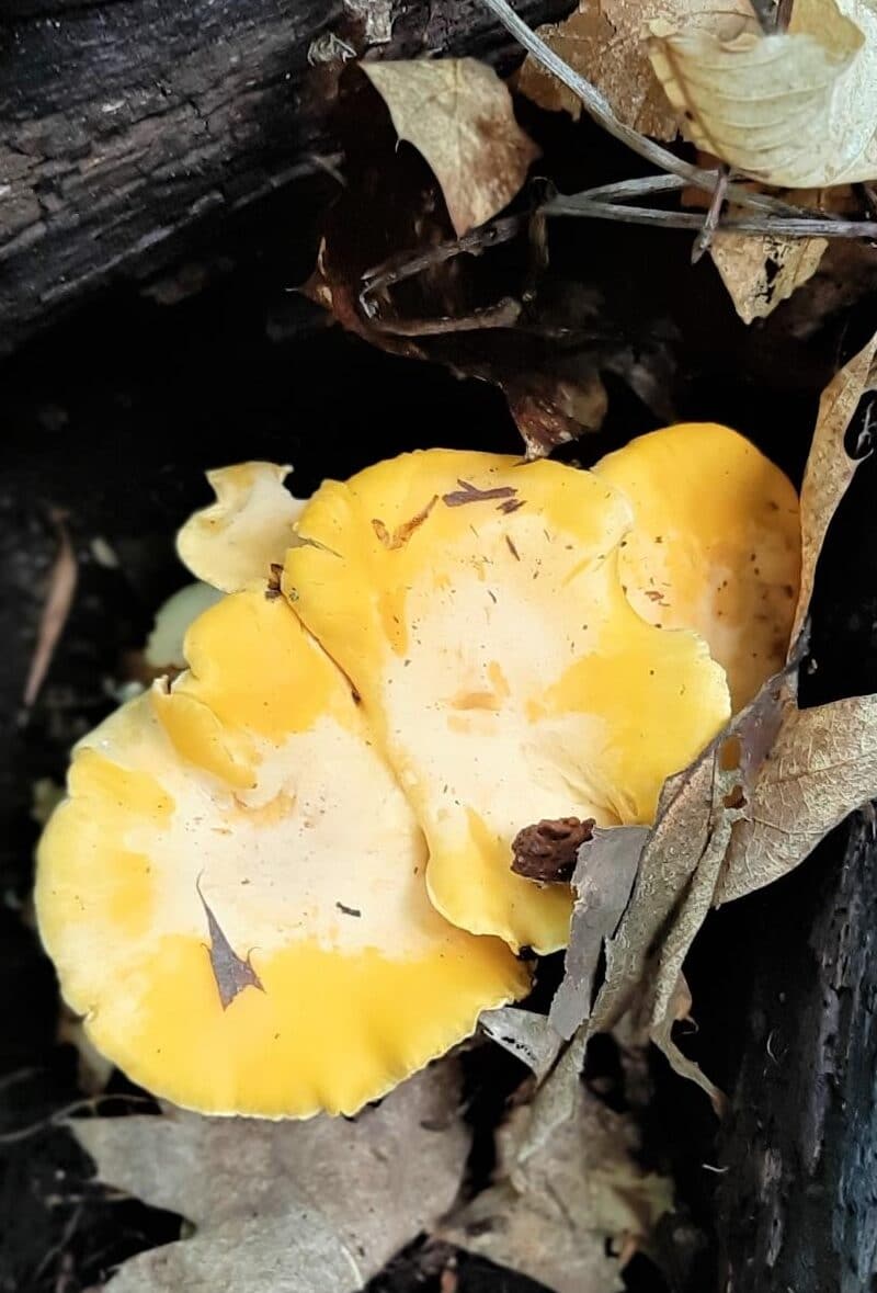 golden chanterelle